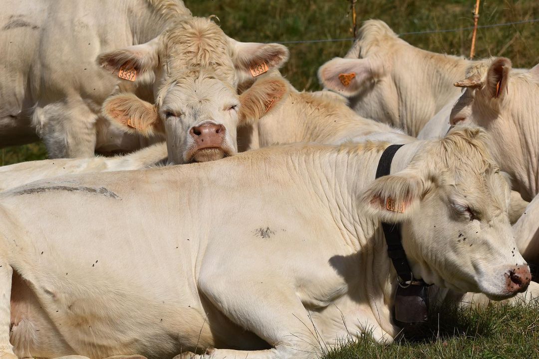 Charolais Cattle for sale